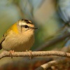 Kralicek ohnivy - Regulus ignicapilla - Firecrest 4581